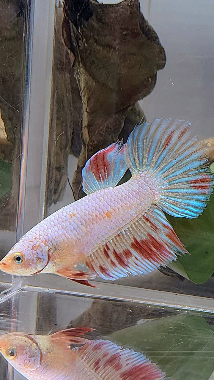 XL FEMALE HALFMOON WHITE FANCY ARMAGEDDON BETTA FISH