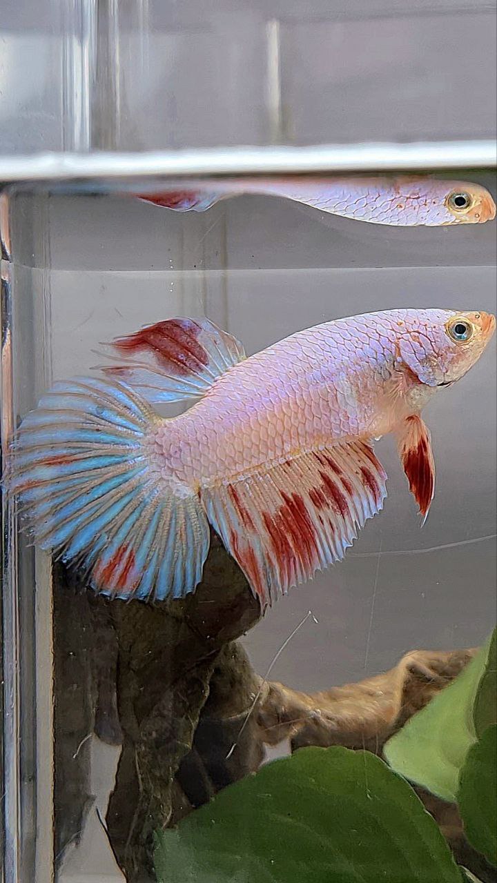 XL FEMALE HALFMOON WHITE FANCY ARMAGEDDON BETTA FISH