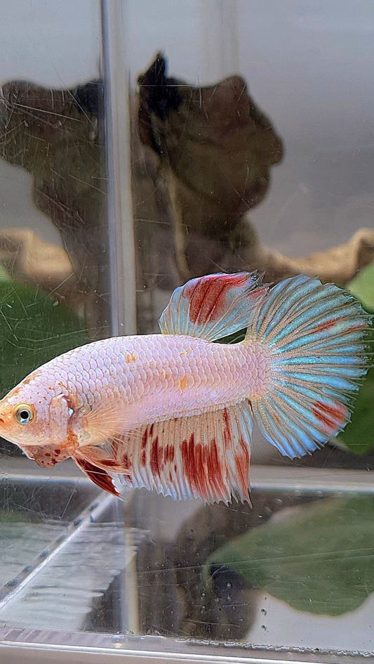 XL FEMALE HALFMOON WHITE FANCY ARMAGEDDON BETTA FISH