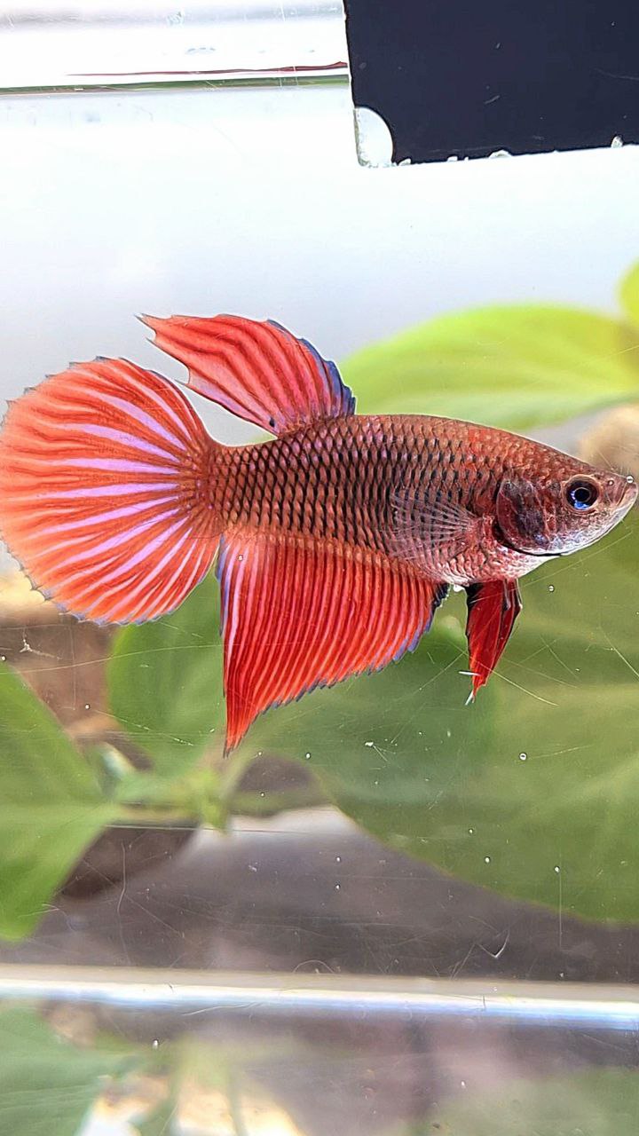XL FEMALE VEILTAIL RED DARK FANCY BETTA FISH