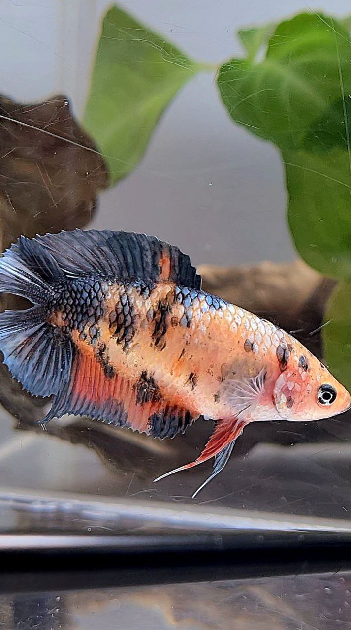 FEMALE PLAKAT DOUBLE TAIL BLACK DOTS COPPER ORANGE MULTICOLOR BETTA FISH
