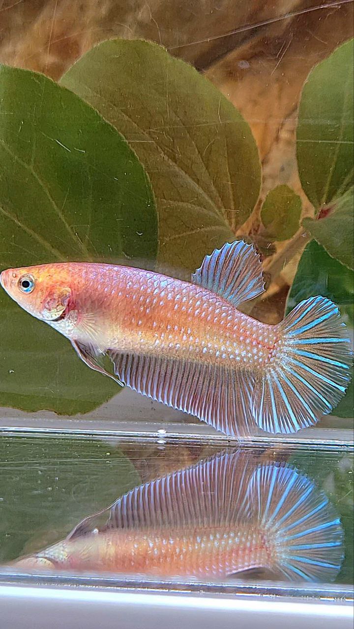 XL FEMALE PLAKAT MAGENTA BETTA FISH