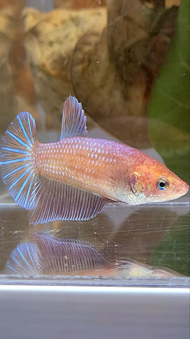 XL FEMALE PLAKAT MAGENTA BETTA FISH
