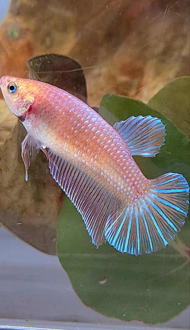 XL FEMALE PLAKAT MAGENTA BETTA FISH