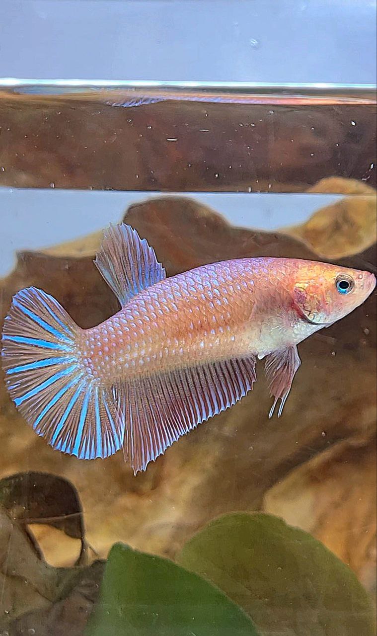 XL FEMALE PLAKAT MAGENTA BETTA FISH