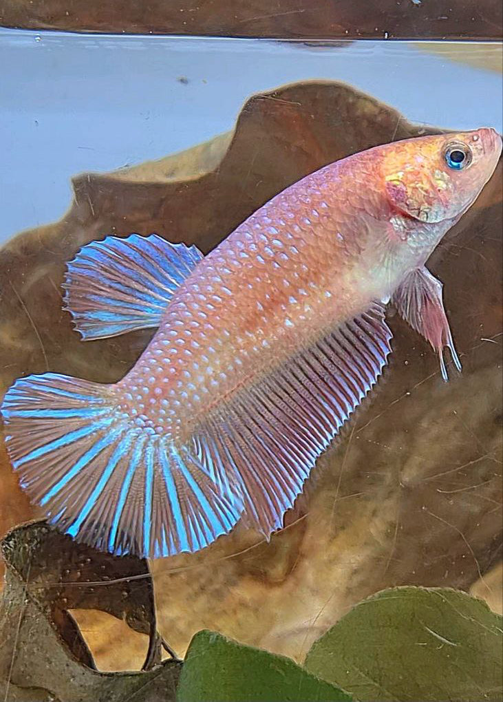 XL FEMALE PLAKAT MAGENTA BETTA FISH