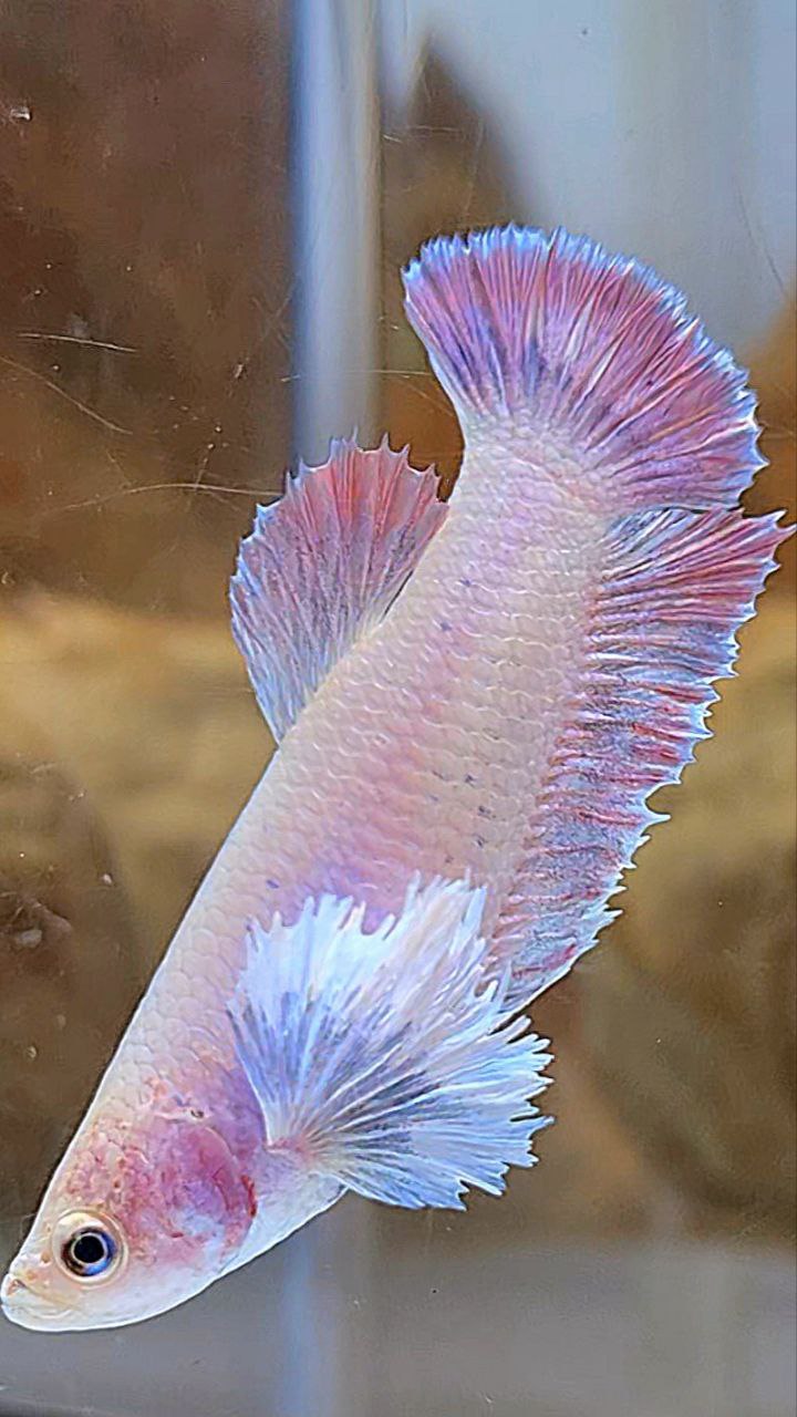 FEMALE PLAKAT DUMBO EAR MASCOT BETTA FISH