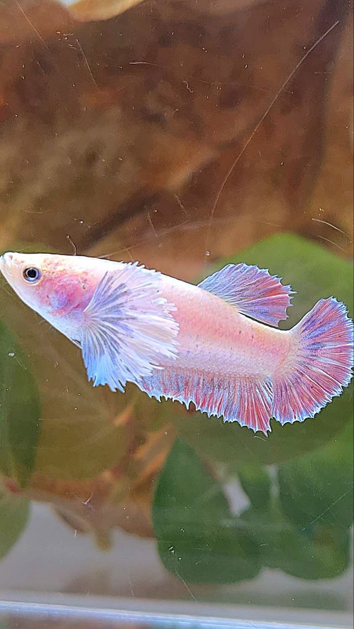 FEMALE PLAKAT DUMBO EAR MASCOT BETTA FISH