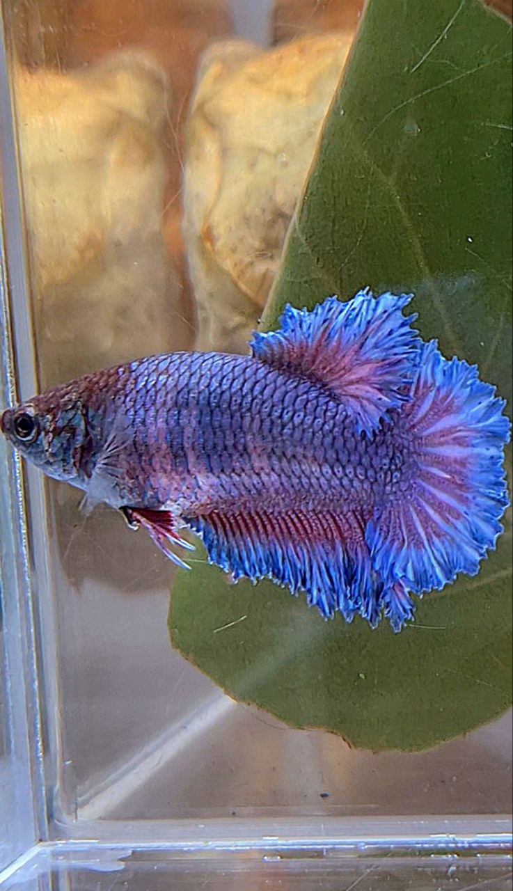 4 FISH FEMALE KING FEATHER TAIL HALFMOON BLUE PURPLE, FEMALE PLAKAT GALAXY MULTICOLOR, FEMALE WHITE FETAHER TAIL, MALE HALFMOON DUMBO EAR BETTA FISH
