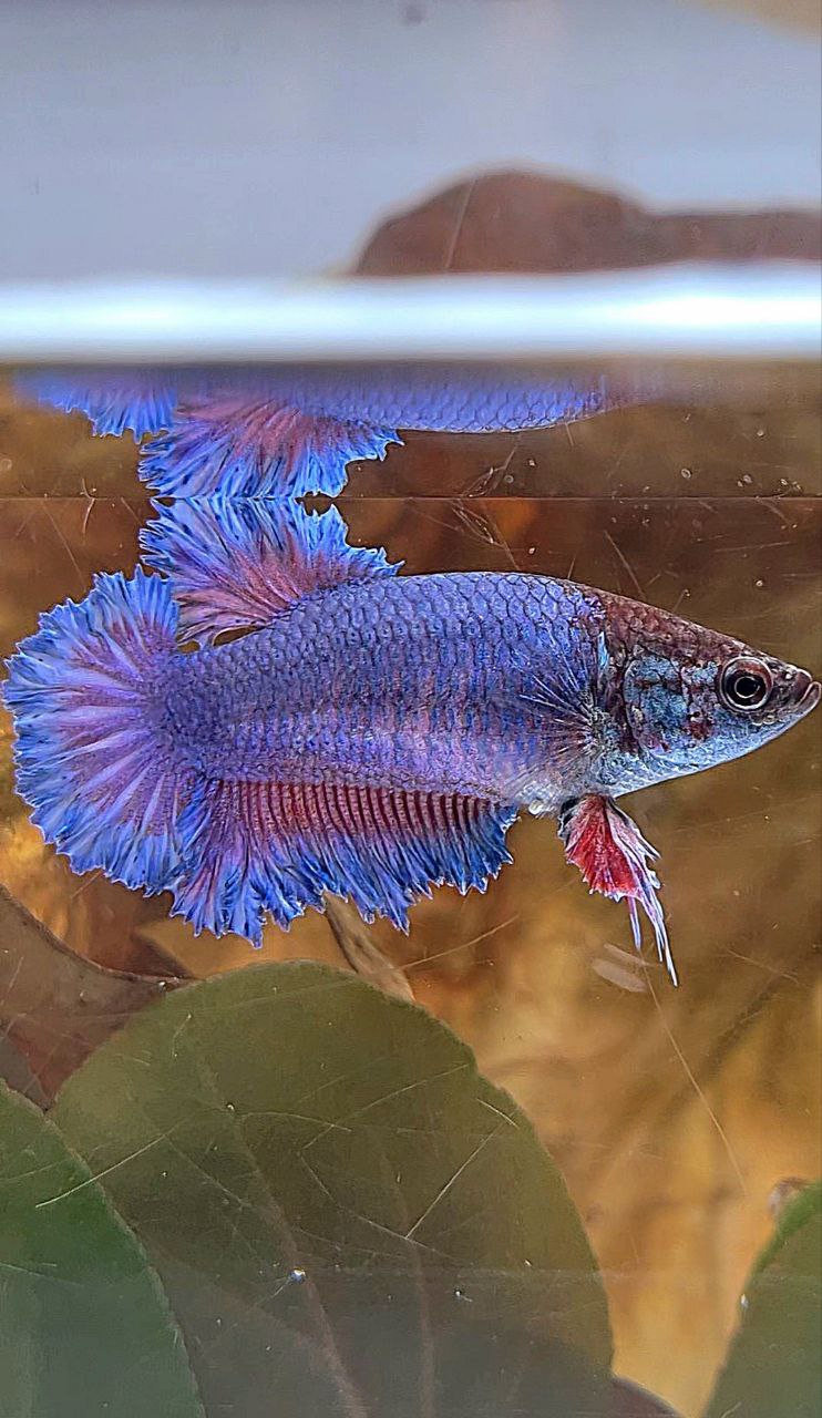 4 FISH FEMALE KING FEATHER TAIL HALFMOON BLUE PURPLE, FEMALE PLAKAT GALAXY MULTICOLOR, FEMALE WHITE FETAHER TAIL, MALE HALFMOON DUMBO EAR BETTA FISH