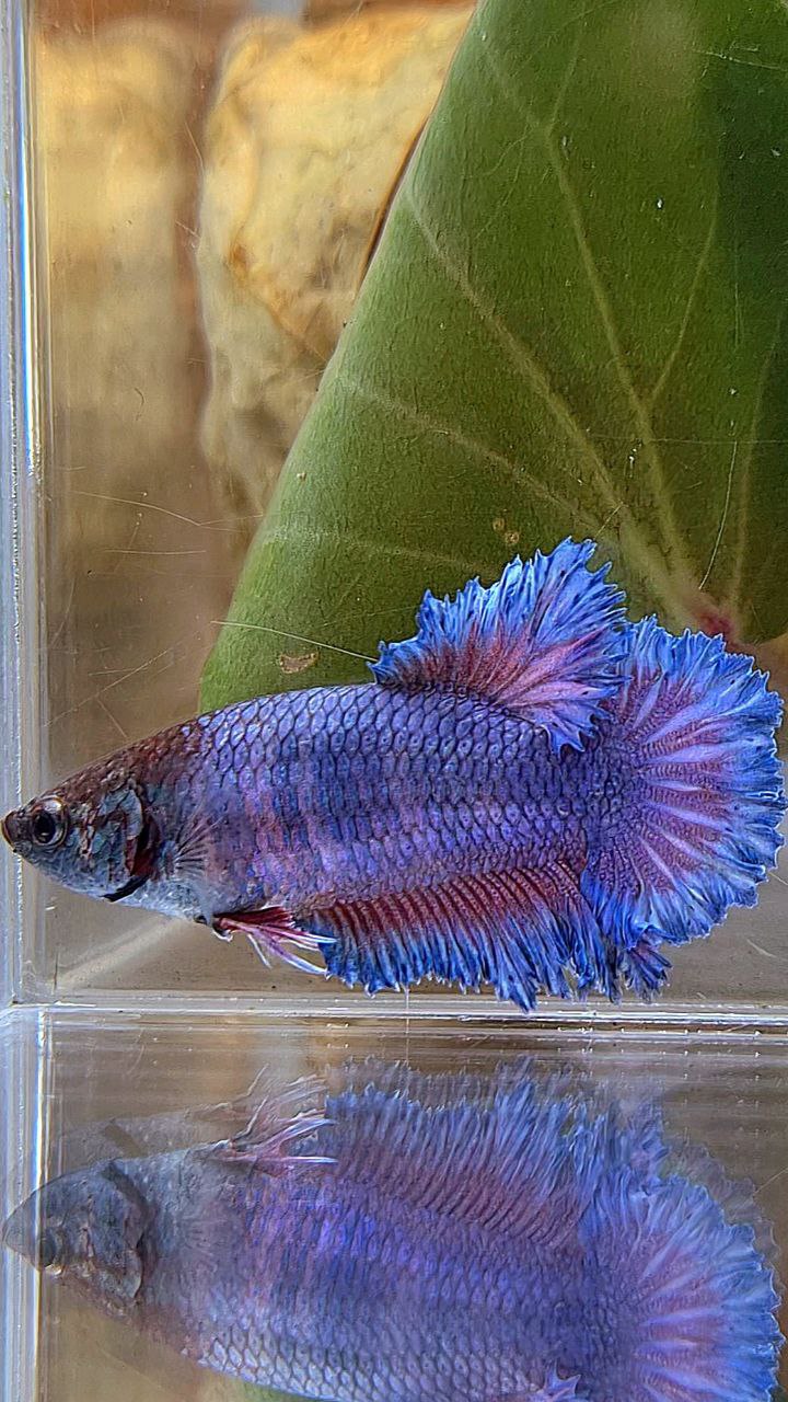 4 FISH FEMALE KING FEATHER TAIL HALFMOON BLUE PURPLE, FEMALE PLAKAT GALAXY MULTICOLOR, FEMALE WHITE FETAHER TAIL, MALE HALFMOON DUMBO EAR BETTA FISH