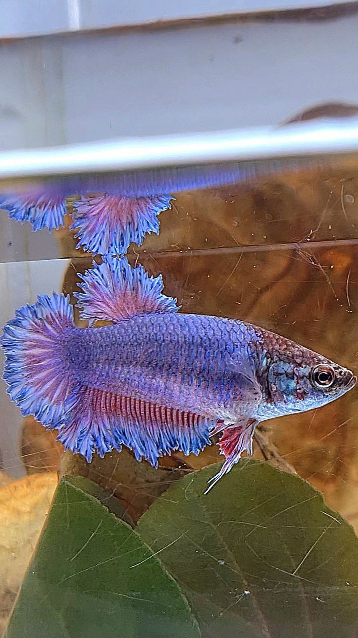 4 FISH FEMALE KING FEATHER TAIL HALFMOON BLUE PURPLE, FEMALE PLAKAT GALAXY MULTICOLOR, FEMALE WHITE FETAHER TAIL, MALE HALFMOON DUMBO EAR BETTA FISH