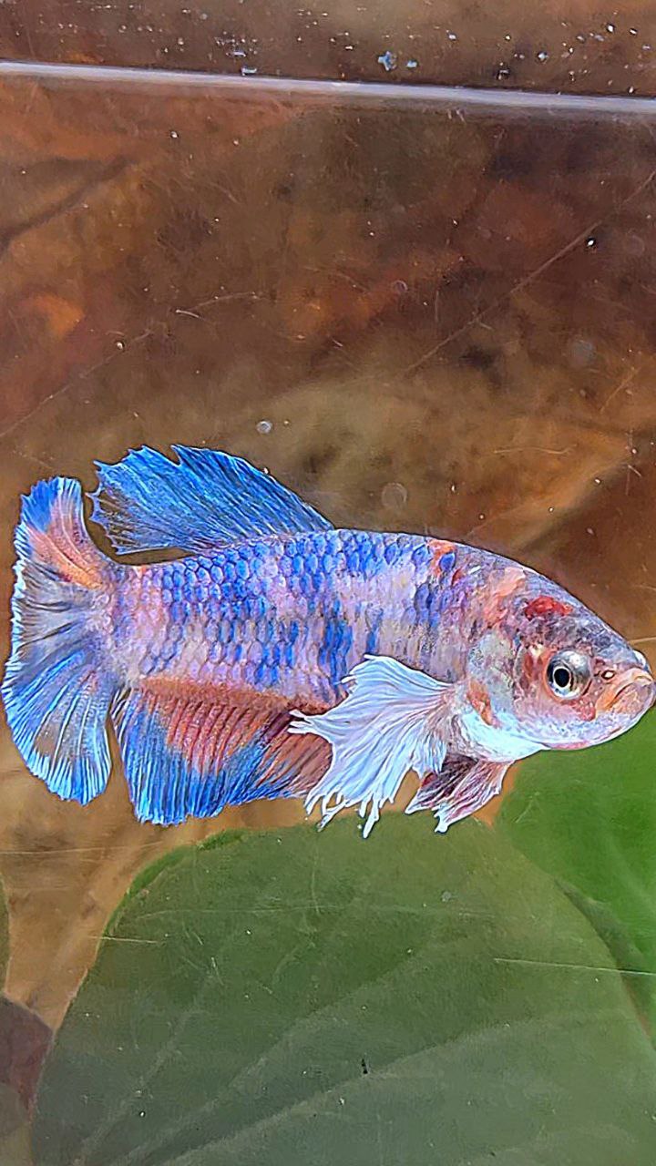FEMALE PLAKAT DUMBO EAR METTALIC MULTICOLOR FISH