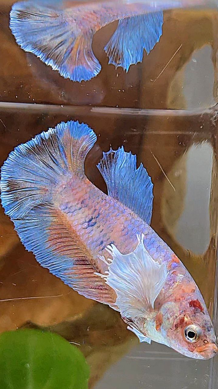 FEMALE PLAKAT DUMBO EAR METTALIC MULTICOLOR FISH