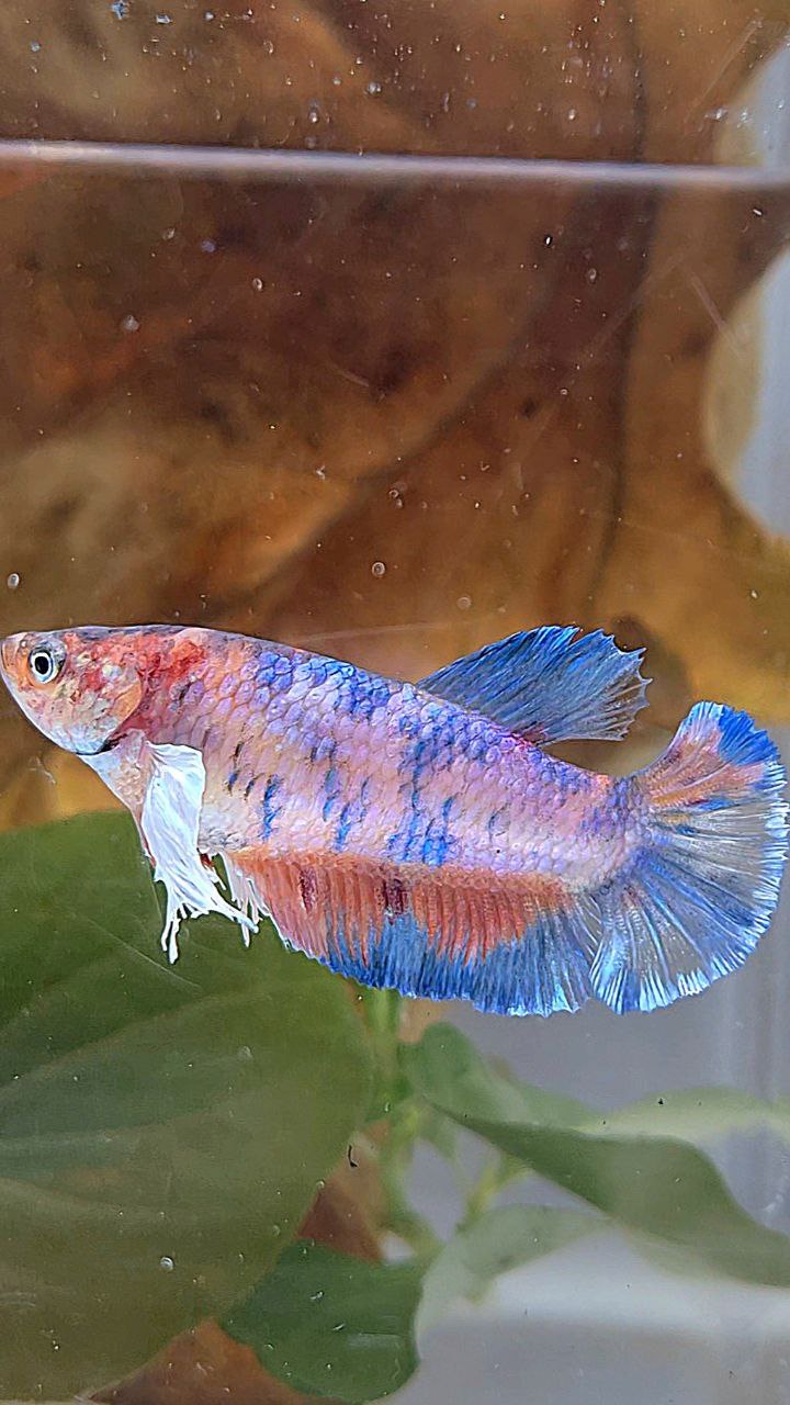 FEMALE PLAKAT DUMBO EAR METTALIC MULTICOLOR FISH