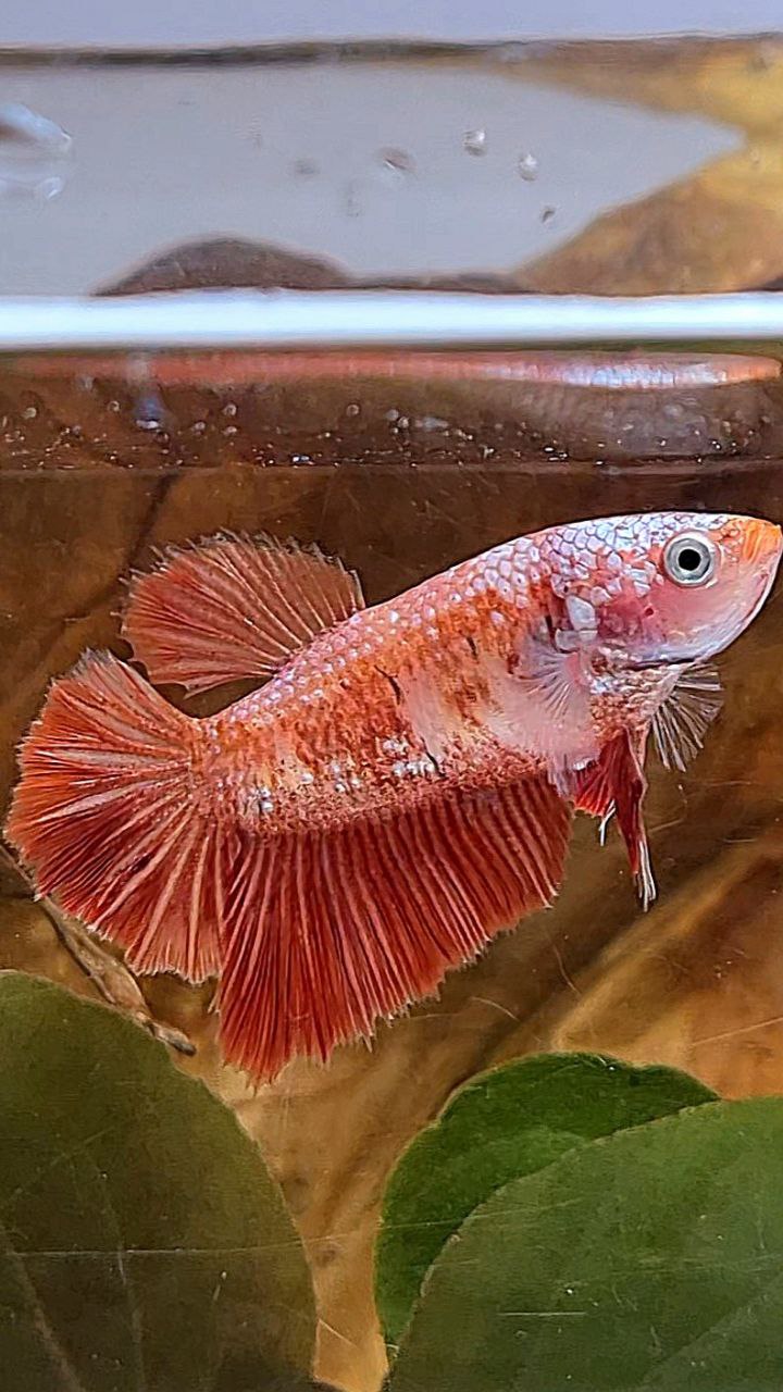 FEMALE HALFMOON RED GOLD GALAXY RGG BETTA FISH