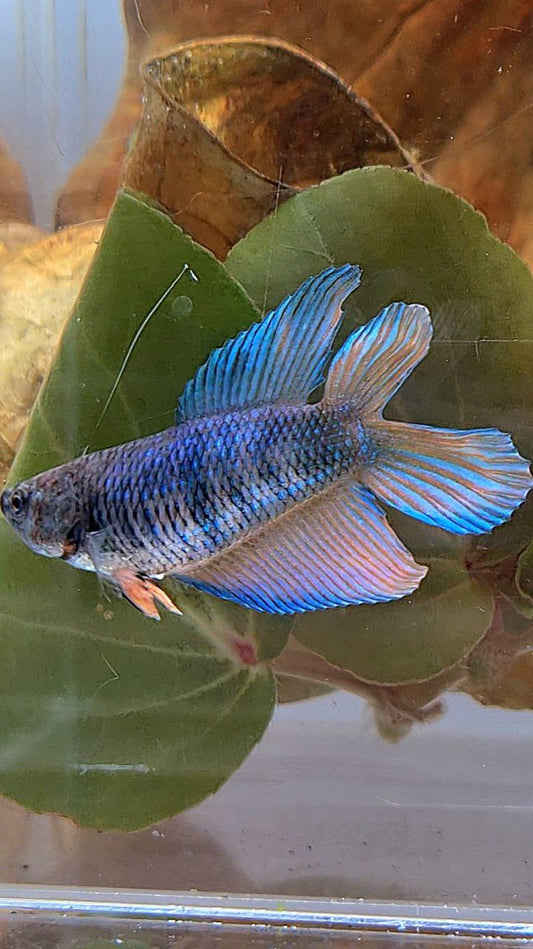 FEMALE VEILTAIL DOUBLE TAIL BLUE ORANGE BETTA FISH