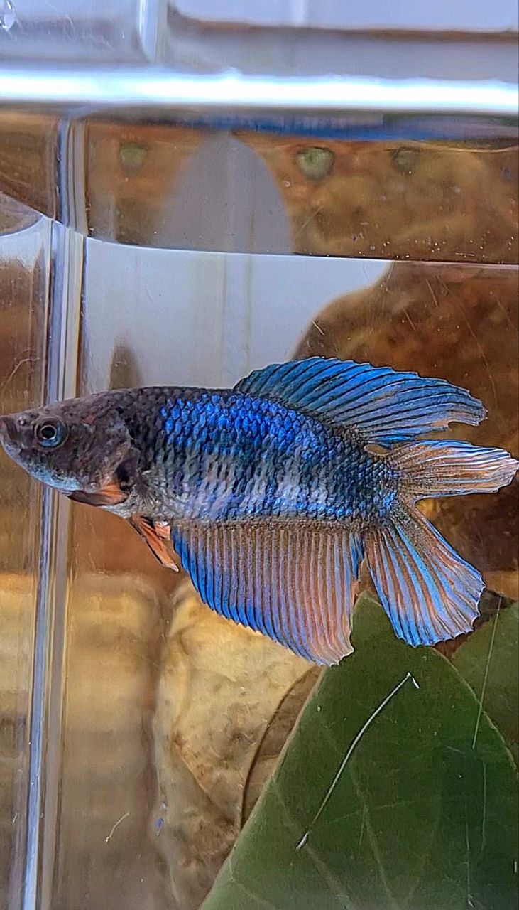 FEMALE VEILTAIL DOUBLE TAIL BLUE ORANGE BETTA FISH