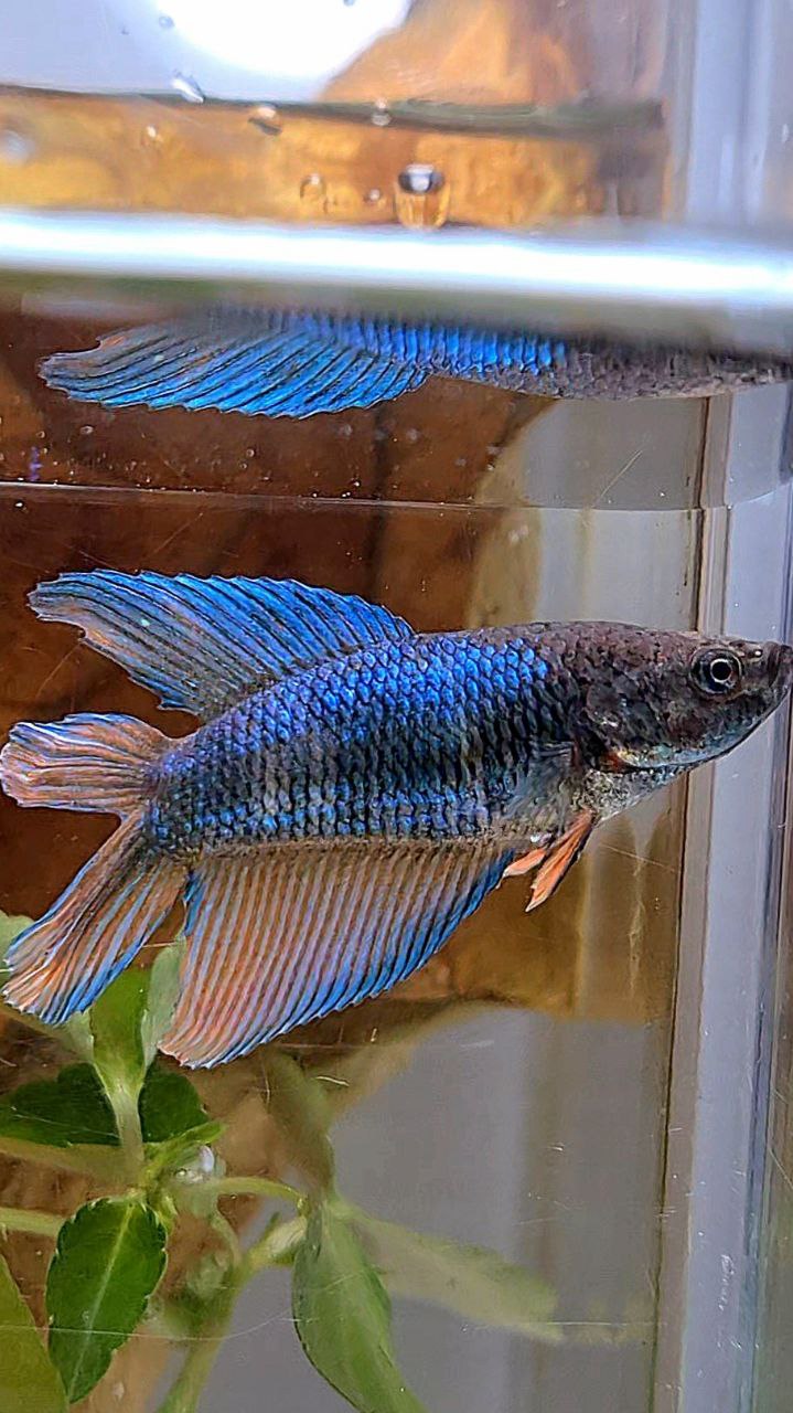 FEMALE VEILTAIL DOUBLE TAIL BLUE ORANGE BETTA FISH