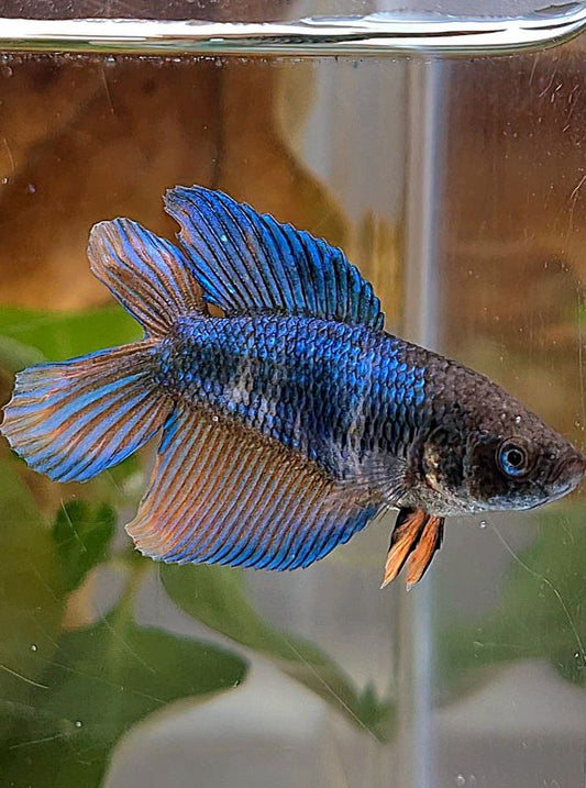 FEMALE VEILTAIL DOUBLE TAIL BLUE ORANGE BETTA FISH