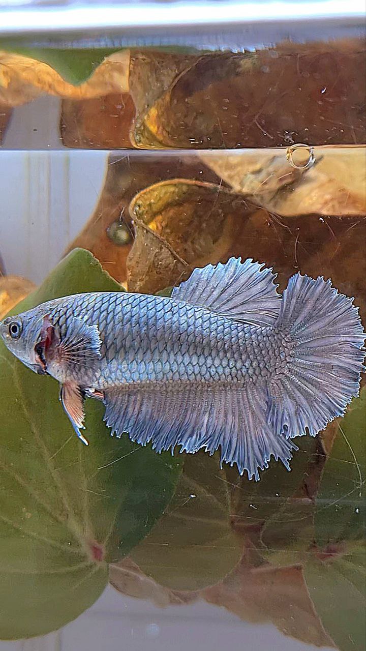 FEMALE KING ROSETAIL HALFMOON COPPER BETTA FISH