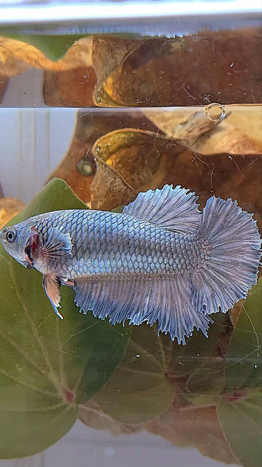 FEMALE KING ROSETAIL HALFMOON COPPER BETTA FISH