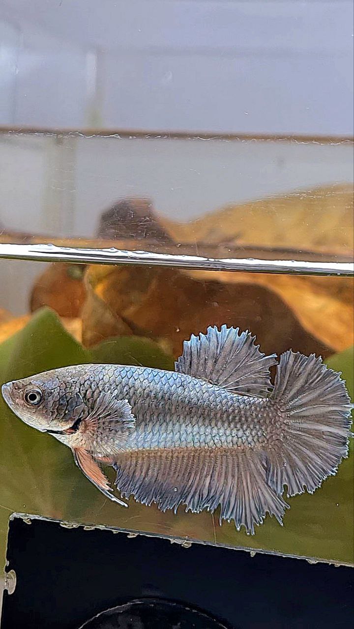 FEMALE KING ROSETAIL HALFMOON COPPER BETTA FISH