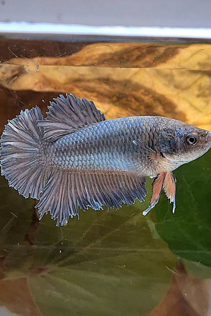FEMALE KING ROSETAIL HALFMOON COPPER BETTA FISH