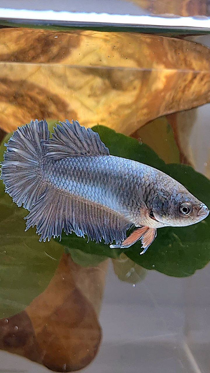 FEMALE KING ROSETAIL HALFMOON COPPER BETTA FISH