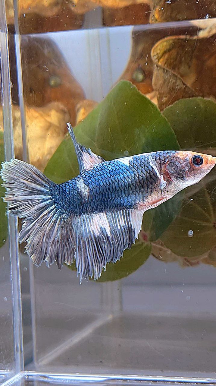 XL FEMALE HALFMOON COPPER WHITE MARBLE BETTA FISH