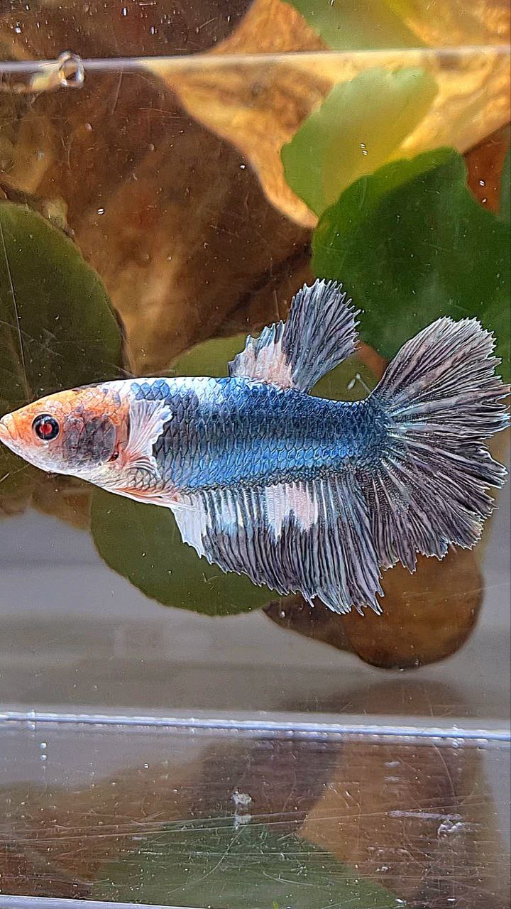 XL FEMALE HALFMOON COPPER WHITE MARBLE BETTA FISH