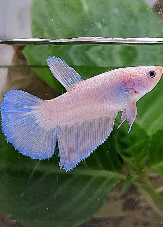 XL FEMALE HALFMOON PINK FLAMINGGO BETTA FISH