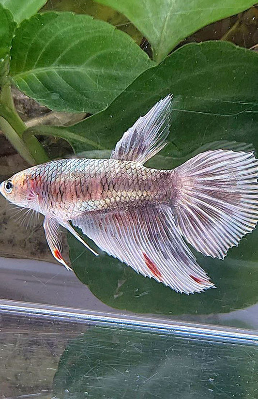 XL FEMALE HALFMOON COPPER MARBLE PATTERN BETTA FISH