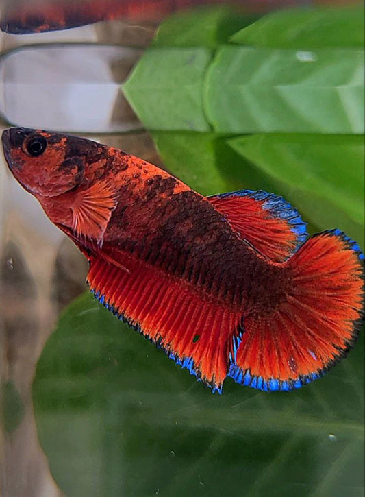 FEMALE PLAKAT RED HELLBOY BLACK TIGER BETTA FISH