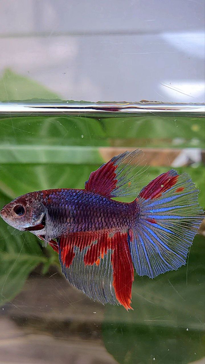 Red Pattern Betta Fish XL FEMALE HALFMOON DARK PURPLE RED PATTERN BETTA FISH – Rare Betta Fish ...