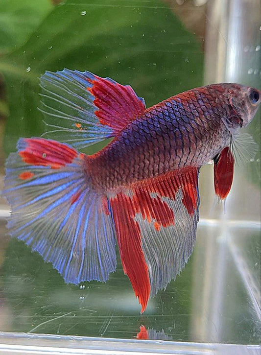 XL FEMALE HALFMOON DARK PURPLE RED PATTERN BETTA FISH