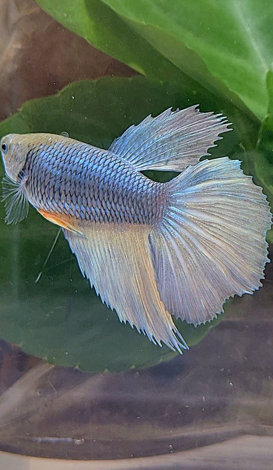 XL FEMALE HALFMOON COPPER YELLOW BETTA FISH
