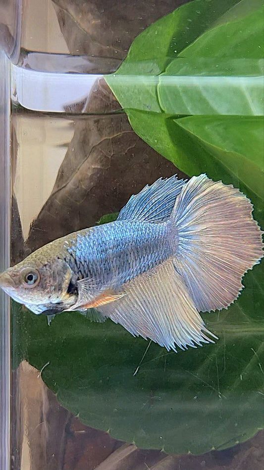 XL FEMALE HALFMOON COPPER YELLOW BETTA FISH