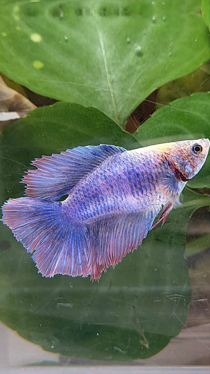 FEMALE HALFMOON DOUBLE TAIL PURPLE MASCOT BETTA FISH