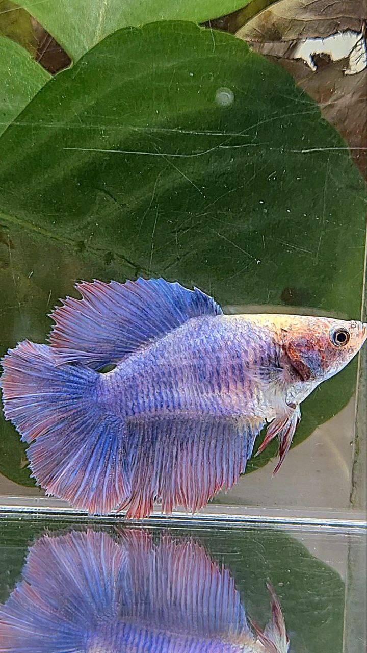FEMALE HALFMOON DOUBLE TAIL PURPLE MASCOT BETTA FISH