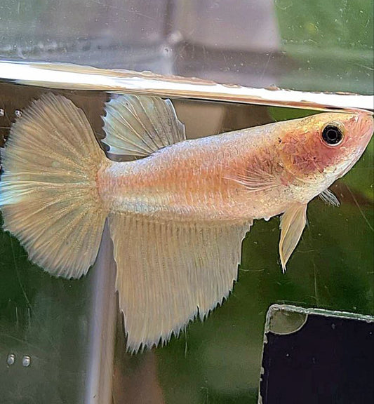 FEMALE HALFMOON SUPER GOLD BETTA FISH