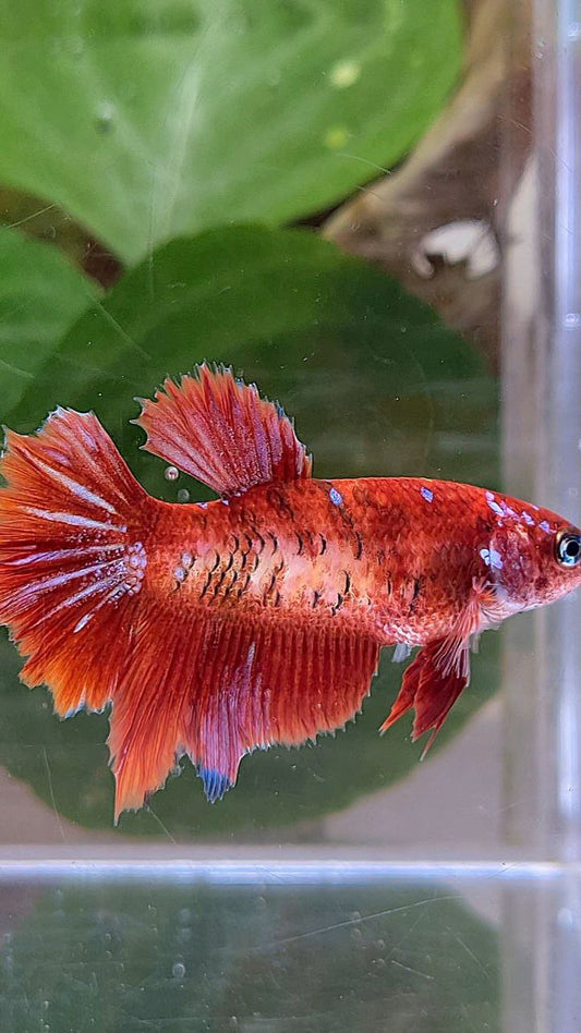 FEMALE HALFMOON RED PURPLE GALAXY RPG BETTA FISH