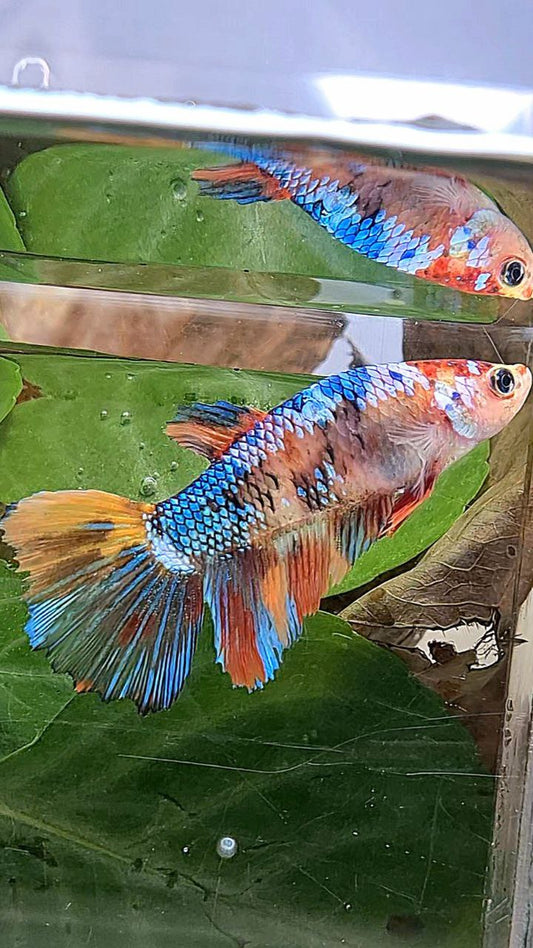 XL FEMALE HALFMOON FANCY MULTICOLOR BETTA FISH