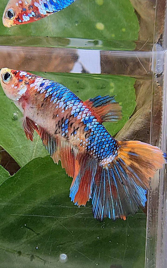 XL FEMALE HALFMOON FANCY MULTICOLOR BETTA FISH