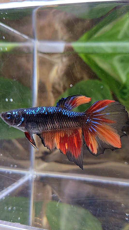 FEMALE HALFMOON BLACK AVATAR FIRE VARIATION BETTA FISH