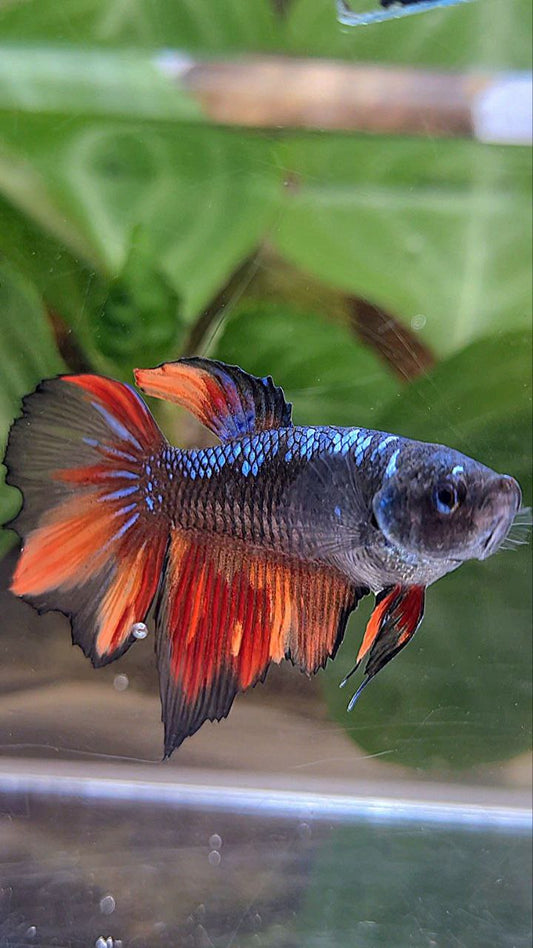FEMALE HALFMOON BLACK AVATAR FIRE VARIATION BETTA FISH