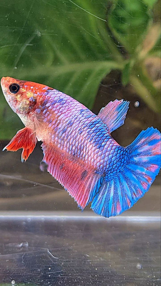 FEMALE PLAKAT FANCY MULTICOLOR BETTA FISH