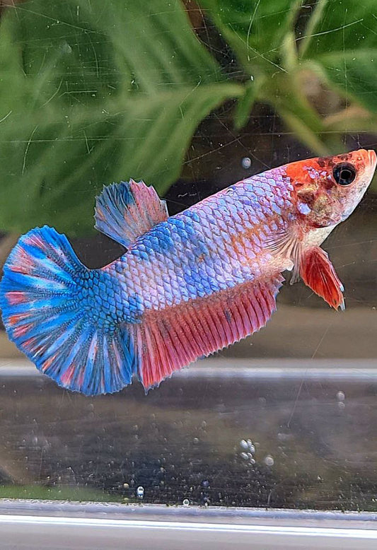 FEMALE PLAKAT FANCY MULTICOLOR BETTA FISH