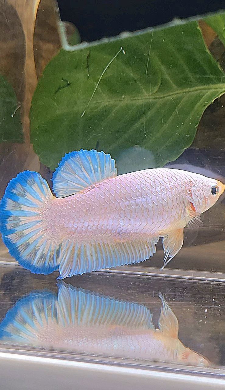 XL FEMALE PLAKAT WHITE FANCY BLUERIM BETTA FISH