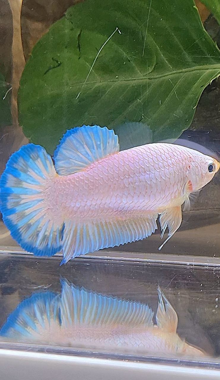 XL FEMALE PLAKAT WHITE FANCY BLUERIM BETTA FISH